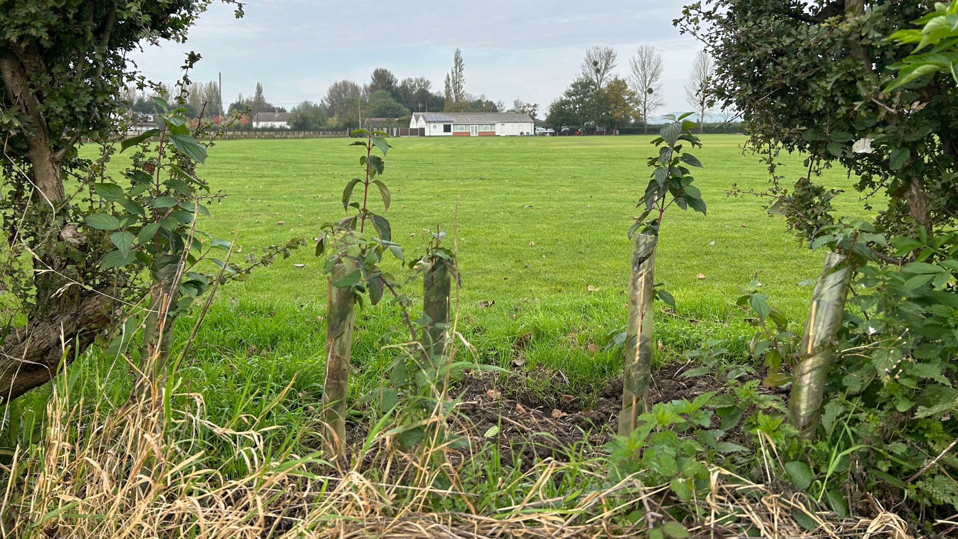 Saplings growing at Down Hatherley CC